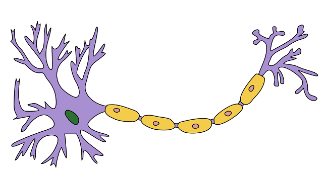 Un neurone